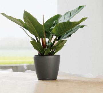 LỌ HOA ĐẠI ĐẾ VƯƠNG